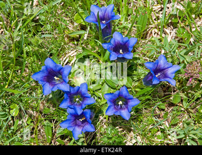 La flora dell'Oberland Bernese, Svizzera Clusius la genziana di Foto Stock