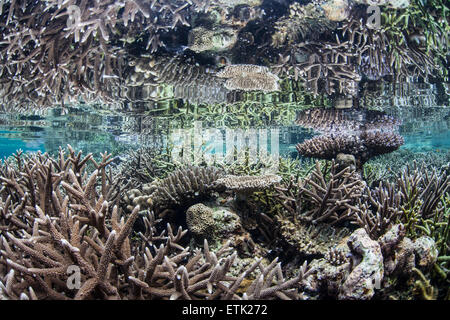 Reef-edificio coralli crescono in acque poco profonde in Raja Ampat, Indonesia. Questa remota regione porti una grande varietà di vita marina. Foto Stock