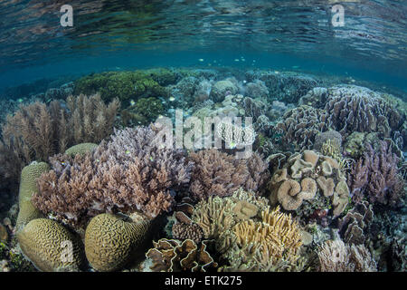 Una sana e variegata Coral reef cresce in Raja Ampat, Indonesia. Questa regione ha la più grande quantità di vita marina sulla terra. Foto Stock