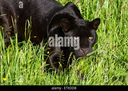 Giaguaro Nero (panther onca) Foto Stock