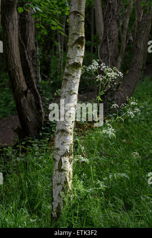 Betulla d'argento Foto Stock