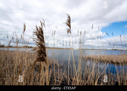 Bull precipita da un lago in un giorno nuvoloso Foto Stock