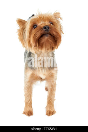 Carino Yorkshire Terrier si alza e guarda in alto. Isolato su bianco. Foto Stock