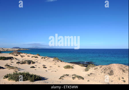 Fuerteventura Isole Canarie. Cespugli di verde che cresce in spiaggia di sabbia, con una vista del mare in una giornata di sole. Foto Stock