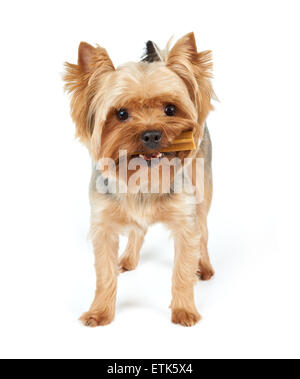 Maschio dello Yorkshire Terrier con stick dentale in bocca e taglio di capelli corti sorge su bianco sfondo isolato Foto Stock