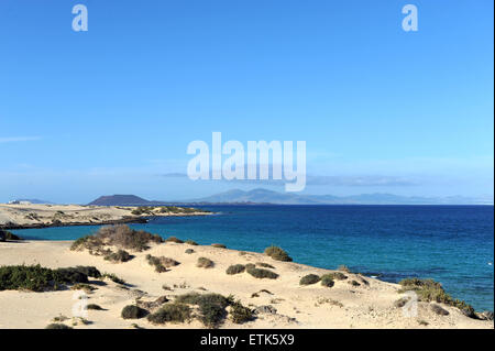 Fuerteventura Isole Canarie. Cespugli di verde che cresce in spiaggia di sabbia, con una vista del mare in una giornata di sole. Foto Stock