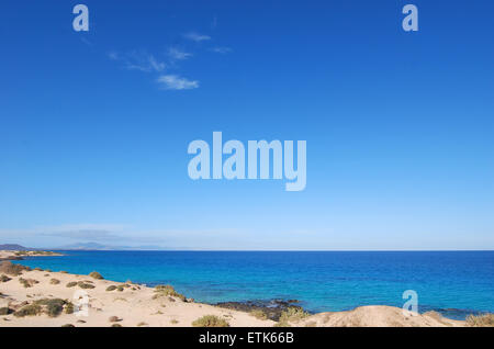 Fuerteventura Isole Canarie. Cespugli di verde che cresce in spiaggia di sabbia, con una vista del mare in una giornata di sole. Foto Stock