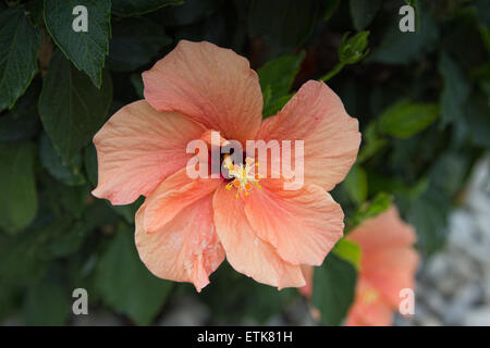 Ibisco rosa fiore che sboccia in primavera a Hawaii Foto Stock