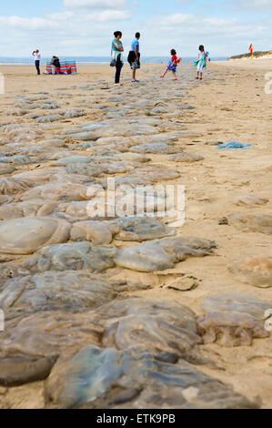 Galles del Sud, Regno Unito, domenica 14 giugno 2015. Migliaia di meduse sono lavati-fino a Pembrey Sands (Cefn Sidan), Pembrey Country Park, vicino a Llanelli, Carmarthenshire, Wales, Regno Unito. Le meduse, formando un lungo e continuo a nastro lungo la spiaggia, è incagliata lungo otto miglia di costa a causa della sua vasta gamma di marea. Nella foto è una lunga linea di meduse che si protende nella distanza come una famiglia realizzare con attenzione il loro modo attraverso le sabbie. Credito: Algis Motuza/Alamy Live News Foto Stock