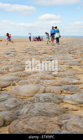 Galles del Sud, Regno Unito, domenica 14 giugno 2015. Migliaia di meduse sono lavati-fino a Pembrey Sands (Cefn Sidan), Pembrey Country Park, vicino a Llanelli, Carmarthenshire, Wales, Regno Unito. Le meduse, formando un lungo e continuo a nastro lungo la spiaggia, è incagliata lungo otto miglia di costa a causa della sua vasta gamma di marea. Nella foto è una lunga linea di meduse che si protende nella distanza come una famiglia realizzare con attenzione il loro modo attraverso le sabbie. Credito: Algis Motuza/Alamy Live News Foto Stock