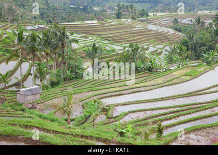 I campi di riso, preparato per il riso. Bali, Indonesia Foto Stock