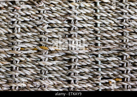 Background: tessuto di piante fanerogame, puntoni verticali, abstract Foto Stock