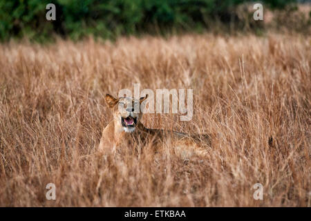 Leone nella prateria, Panthera leo, Queen Elizabeth National Park, Uganda, Africa Foto Stock