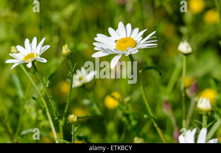 Leucanthemum vulgare (AKA Chrysanthemum leucanthemum) o Oxeye margherite crescendo in estate nel West Sussex, in Inghilterra, Regno Unito. Oxeye daisy. Foto Stock