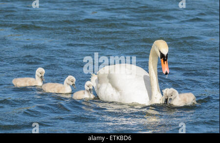 Un bianco Cigno con cygnets (Cygnus olor) nuoto sulle sponde di un lago in estate nel West Sussex, in Inghilterra, Regno Unito. Foto Stock