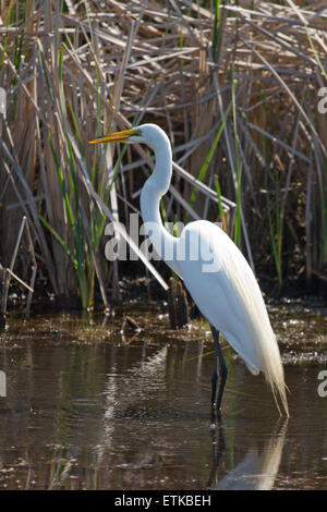 Airone bianco maggiore in allevamento piumaggio, Back Bay NWR, Virginia Foto Stock