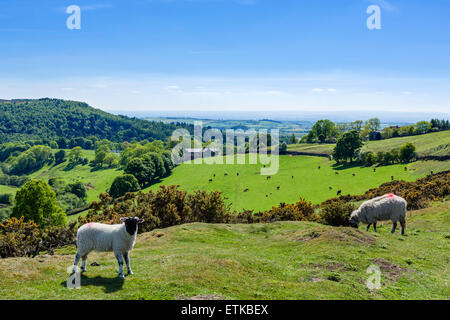 Pecore nella campagna dei North York Moors, Osmotherley, vicino a Northallerton, North Yorkshire, Inghilterra, Regno Unito Foto Stock