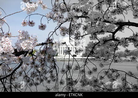 Jefferson Memorial dietro gli alberi di ciliegio in Washington DC Foto Stock