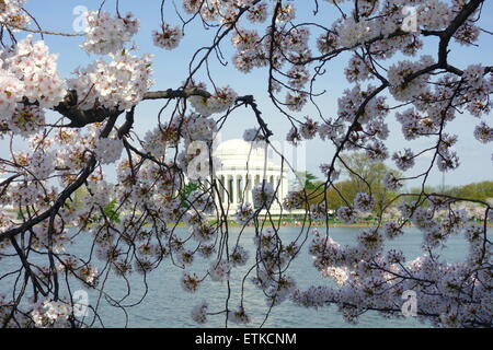 Jefferson Memorial dietro gli alberi di ciliegio in Washington DC Foto Stock