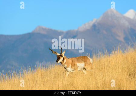 Un pronghorn buck (Antilocapra americana) cammina davanti a una Montana mountain range, Montana Foto Stock