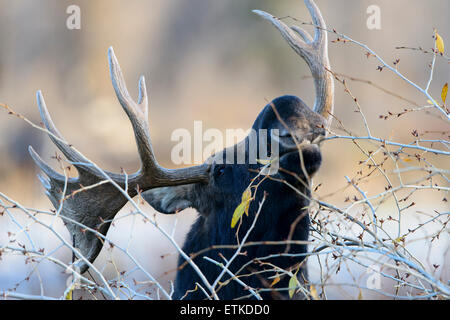 Bull Moose (Alces alces), Northern Rockies Foto Stock
