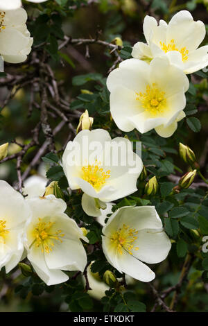 Fioritura precoce, Rosa primula ha profumato, singolo, pallido fiori di limone in Maggio Foto Stock