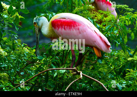 Roseate Spoonbill catturato al Homosassa Wildlife Park, Homosassa Springs, Citrus County, Florida USA Foto Stock