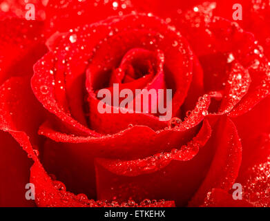 Close up Red Rose fiore con gocce d'acqua. Messa a fuoco selettiva. Vacanze a biglietto di auguri concept Foto Stock