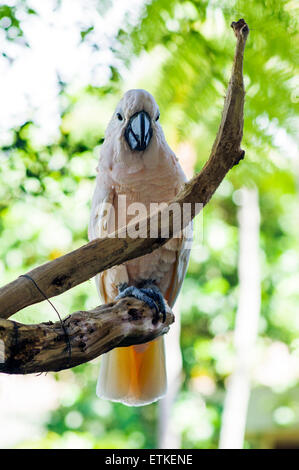 Cacatua delle Molucche, salmone crestata, Kaua'i Marriott Resort; Kalapaki Bay, Kaua'i, Hawaii, STATI UNITI D'AMERICA Foto Stock