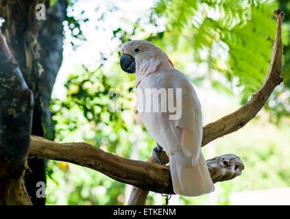 Cacatua delle Molucche, salmone crestata, Kaua'i Marriott Resort; Kalapaki Bay, Kaua'i, Hawaii, STATI UNITI D'AMERICA Foto Stock