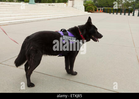 Il servizio personale cane - USA Foto Stock