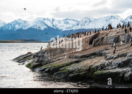 Re la colonia di Cormorani si siede su un isola nel Canale del Beagle, Tierra del Fuego Foto Stock