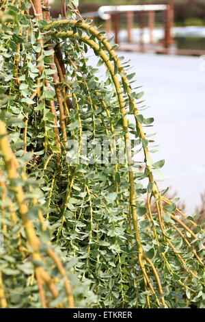 Acacia cultriformis cascata Foto Stock