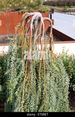 Acacia cultriformis cascata Foto Stock