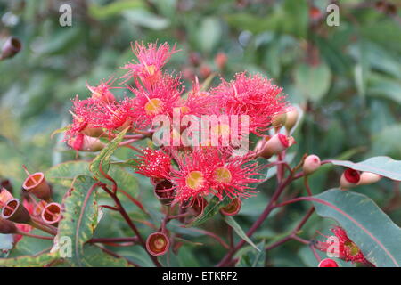 Rosso fiori di eucalipto fioritura Foto Stock