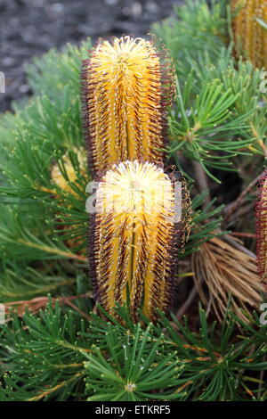 Banksia spinulosa o noto come 'Compleanno candele' Foto Stock