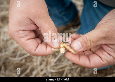Close-up di agricoltore e la mano che tiene i semi di soia raccolti dal campo di soia, in Millerstown, Pennsylvania, STATI UNITI D'AMERICA Foto Stock