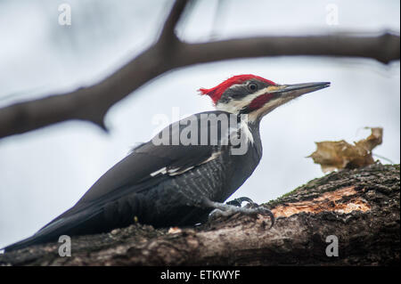 Red-headed woodpecker sul ramo di albero in Fallston, Maryland, Stati Uniti d'America Foto Stock