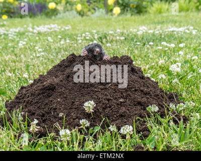 Mole inserimenti fuori del tumulo in moli sull'erba Foto Stock