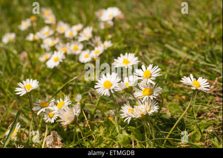 Bellis perennis - Il comune di daisy una fonte di catene daisy amante di Sun Foto Stock