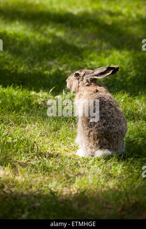 Brown lepre seduta in erba Foto Stock