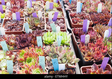 Righe di vasi di sedum cactus e piante con i cartellini del prezzo pronti per la vendita a un boot fiera home coltivazione Foto Stock