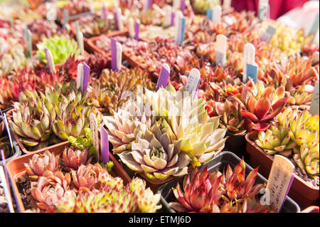 Righe di vasi di sedum cactus e piante con i cartellini del prezzo pronti per la vendita a un boot fiera home coltivazione Foto Stock