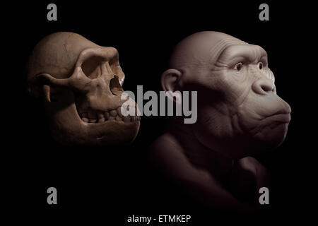 Rappresentazione di un Australopithecus accanto a un teschio Australopithecus per confronto. Australopithecus è un genere estinto di ominidi e inizio antenato di Homo Sapiens. Foto Stock