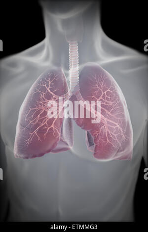 Illustrazione che mostra i polmoni entro il torace. Foto Stock