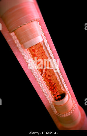 Illustrazione che mostra una vena con una sezione ritagliata per rivelare l'anatomia interna, comprese le valvole e il flusso di sangue. Foto Stock
