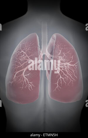Illustrazione che mostra i polmoni entro il torace. Foto Stock