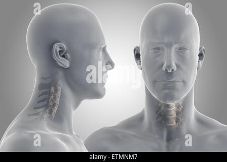 Stilizzata illustrazione che mostra le vertebre del collo in situ. Foto Stock