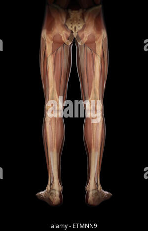 Illustrazione della muscolatura e struttura scheletrica delle gambe, visibile attraverso la pelle. Foto Stock