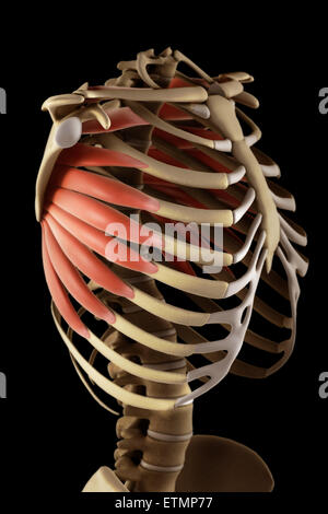 Illustrazione che mostra i muscoli serratus e parte dello scheletro. Foto Stock